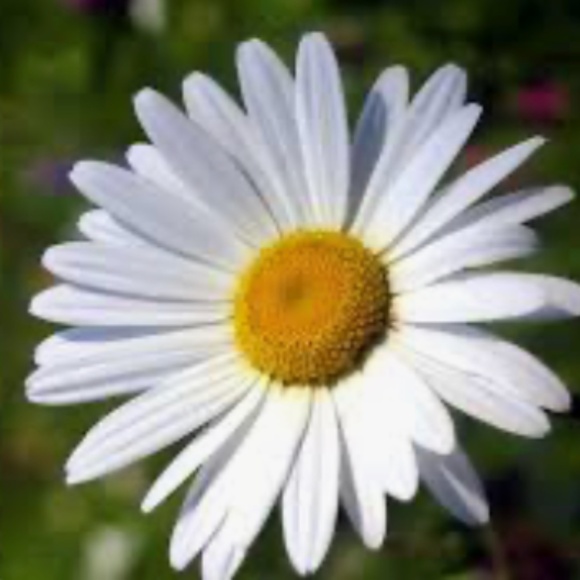 Meet your Posher, Dorene - Picture 1 of 1